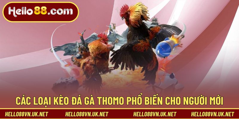 Các loại kèo đá gà Thomo phổ biến cho người mới