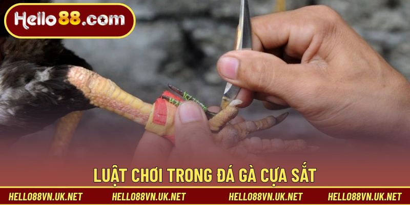 Luật chơi và cách phân định kết quả trong đá gà cựa sắt